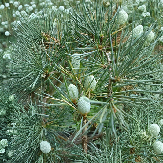 Deodar Cedar – Cedrus deodara 30 Seeds | Evergreen Himalayan Cedar  Graceful Pendulous Conifer | Shade & Screen Tree | Bonsai Friendly