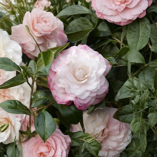 Camellia ‘Nuccio’s Pearl’ – Camellia japonica Live Evergreen Shrub | 2 Feet Tall | Includes 1 Gallon Pot  Formal Double Blooms | White With Pink Blush | Classic Garden Favorite