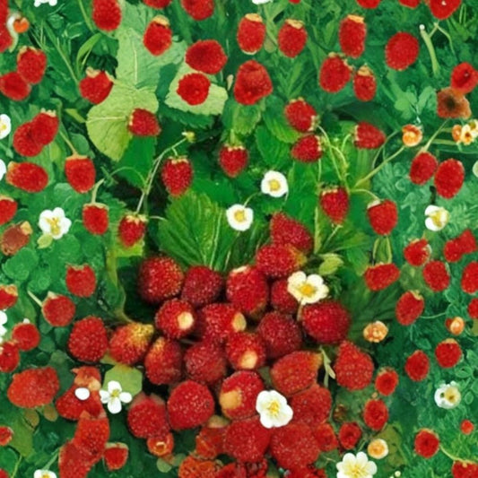 Alpine Strawberry ‘Regina’ – Fragaria vesca 40 Heirloom Seeds | Sweet Aromatic Variety | Runner-Type Alpine  Rich Flavor | Red Berries | Garden & Container Friendly
