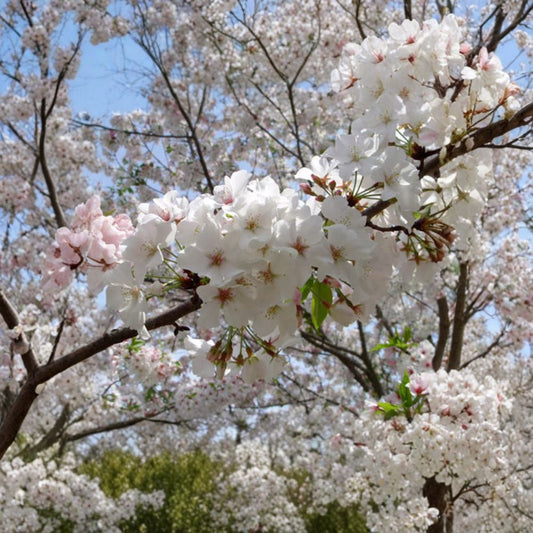 Mount Fuji Japanese Flowering Cherry – Prunus serrulata Live Deciduous Tree | 3–4 Feet Tall | Includes 3 Gallon Pot  Fragrant White Blooms | Bronze New Foliage | Stunning Specimen Tree