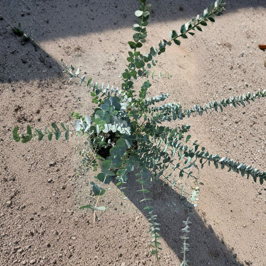 Eucalyptus cinerea – Silver Dollar Eucalyptus Live Plant | 1–2 Feet Tall | Includes 6” Nursery Pot  Blue-Green Coin Leaves | Fast Growing | Great for Arrangements