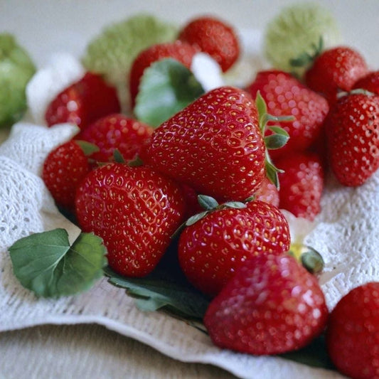 Earliglow Strawberry – Fragaria × ananassa ‘Earliglow’ 12 Bare Root Plants | June Bearing | Organically Grown  Earliest Harvest | Excellent Sweet Flavor | High Yield