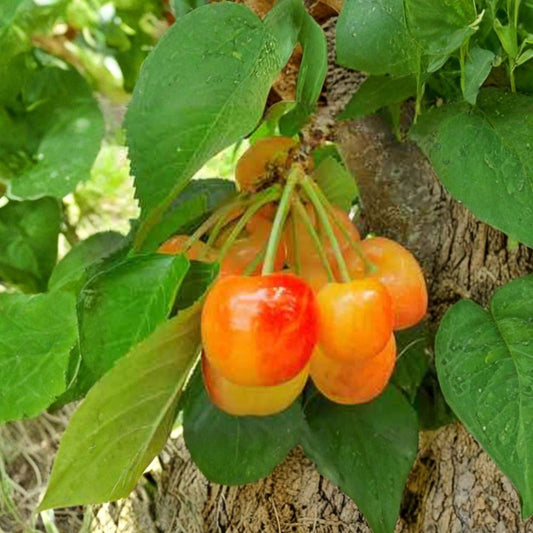 Rainier Cherry Tree – Prunus avium ‘Rainier’ Live Fruit Tree | 2 Feet Tall | Includes 3 Gallon Pot  Sweet Yellow Cherries | Backyard Orchard Favorite | Spring Blooms