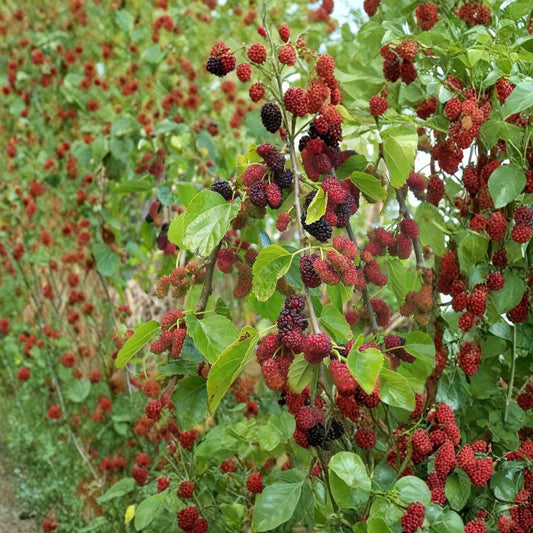 Black Mulberry – Morus nigra 50 Seeds | Hardy Edible Fruit Tree  Long Lived | Sweet-Tart Berries | Shade & Wildlife Tree