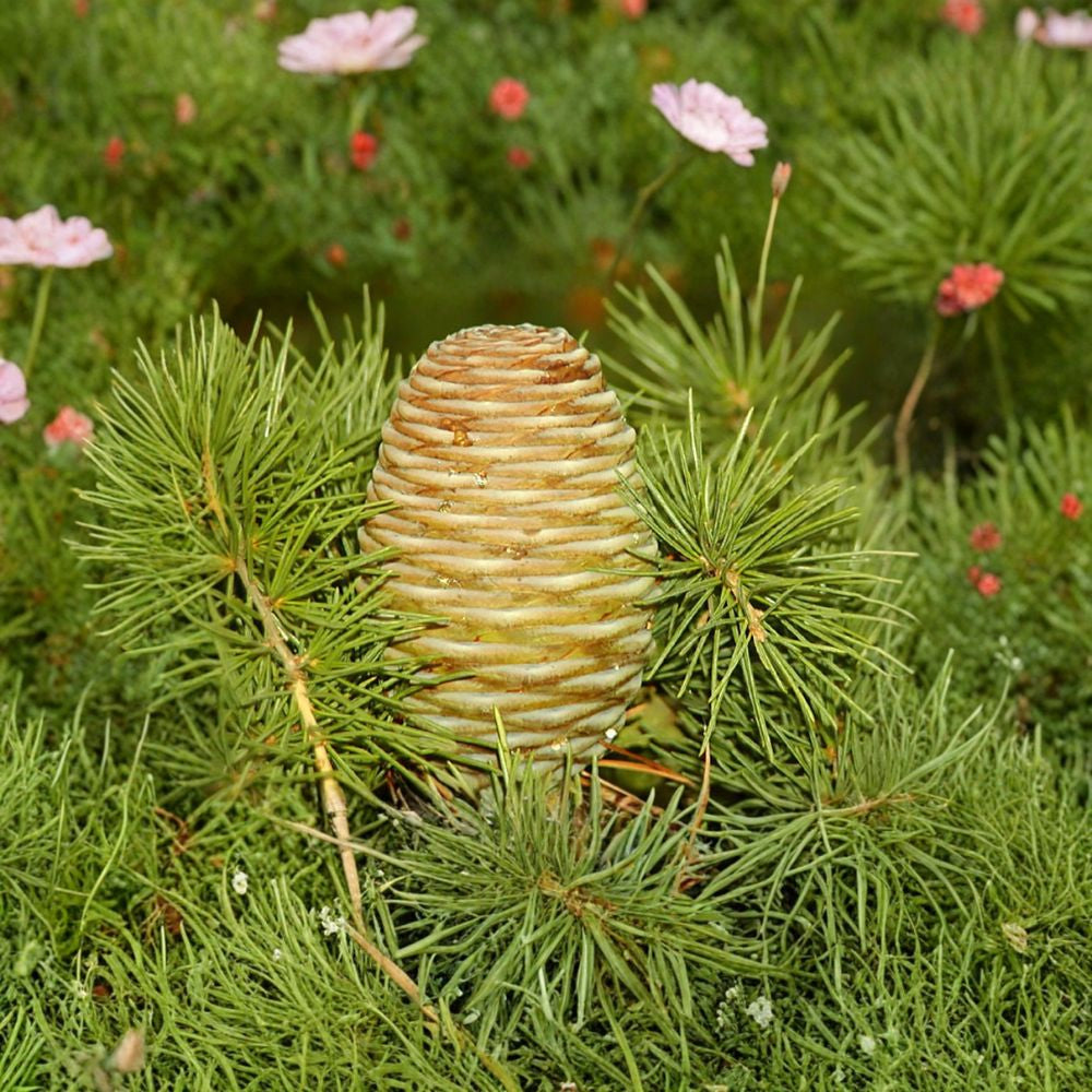 Deodar Cedar – Cedrus deodara 60 Seeds | Evergreen Himalayan Cedar  Elegant Pendulous Conifer | Shade & Screen Tree | Bonsai Friendly