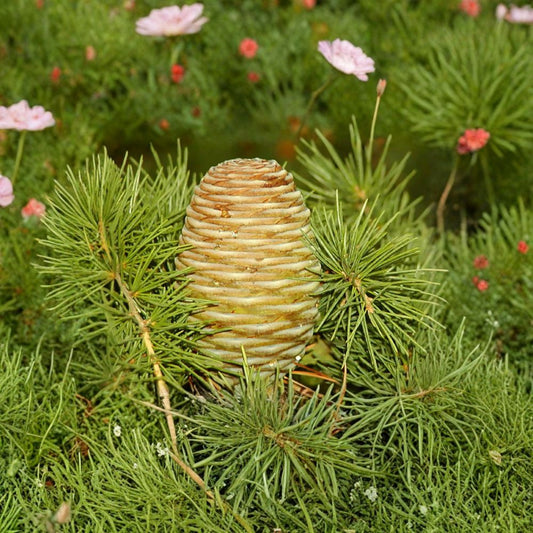 Deodar Cedar – Cedrus deodara 60 Seeds | Evergreen Himalayan Cedar  Elegant Pendulous Conifer | Shade & Screen Tree | Bonsai Friendly