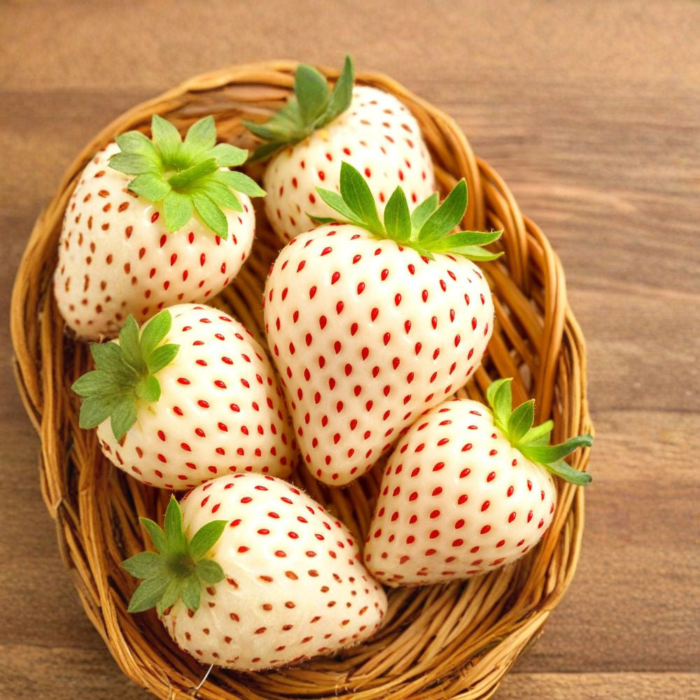 White Wonder Strawberry – Fragaria vesca 200 Heirloom Seeds | Perennial | Non-GMO | Free Shipping  Creamy White Alpine Berry | Shade Tolerant | Container Friendly