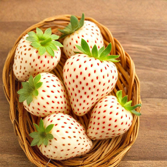 White Wonder Strawberry – Fragaria vesca 200 Heirloom Seeds | Perennial | Non-GMO | Free Shipping  Creamy White Alpine Berry | Shade Tolerant | Container Friendly