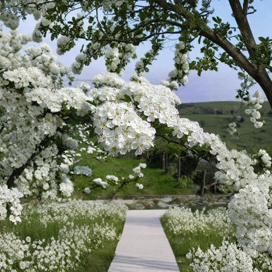 Single Seed English Hawthorn – Crataegus monogyna 240 Seeds | Hardy Flowering Hedge Tree  Bulk Hedge Pack | Showy Spring Blooms | Wildlife & Boundary Planting