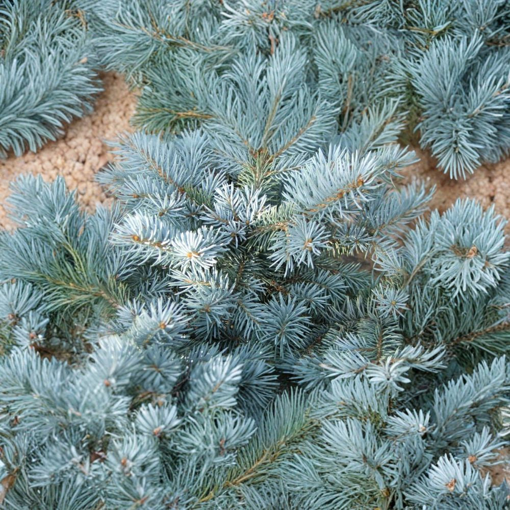 Colorado Blue Spruce – Picea pungens glauca 100 Seeds | Hardy Blue Evergreen | Bulk Pack  Windbreak | Christmas Tree | Bonsai | Specimen Tree