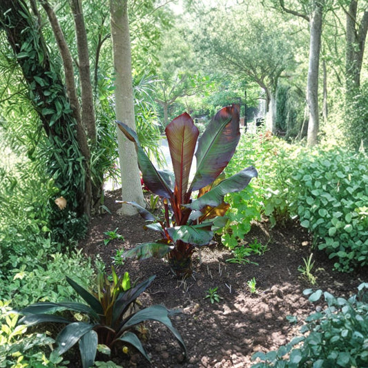 Red Leaf Banana – Ensete ventricosum ‘Maurelii’ Live Tropical Plant | 1 Foot Tall | Includes 1 Gallon Pot  Bold Red Foliage | Tropical Statement Plant | Patio & Landscape Favorite