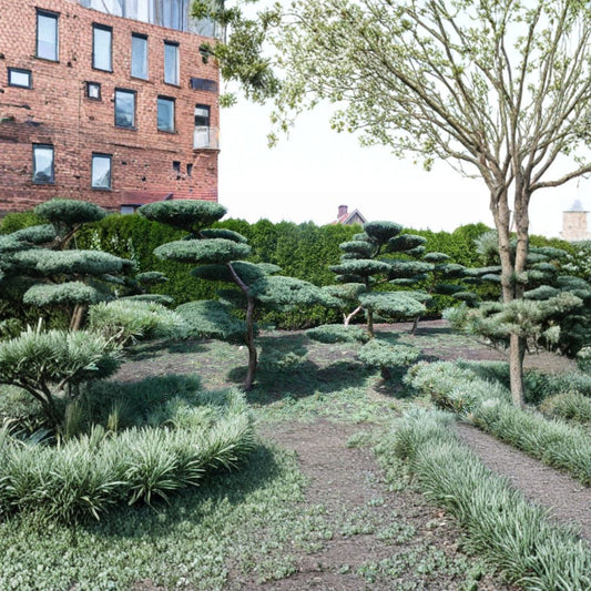 Eastern Red Cedar – Juniperus virginiana 400 Seeds | Hardy Evergreen Conifer  Windbreak & Privacy Tree | Fragrant | Wildlife Shelter