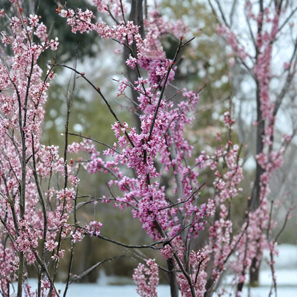 Eastern Redbud ‘Forest Pansy’ – Cercis canadensis Live Tree | 2–3 Feet Tall | Includes 3 Gallon Pot  Purple Foliage | Spring Pink Blooms | Ornamental Landscape Tree