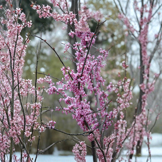 Eastern Redbud ‘Forest Pansy’ – Cercis canadensis Live Tree | 2–3 Feet Tall | Includes 3 Gallon Pot  Purple Foliage | Spring Pink Blooms | Ornamental Landscape Tree