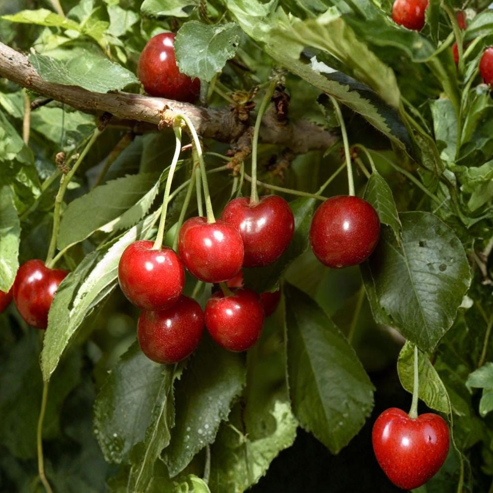 Cherry ‘Minnie Royal’ – Prunus avium Live Grafted Tree | 2–3 Feet Tall | Includes 3 Gallon Nursery Pot  Low Chill Cherry | Early Season Fruit | Bright Red Sweet Flavor