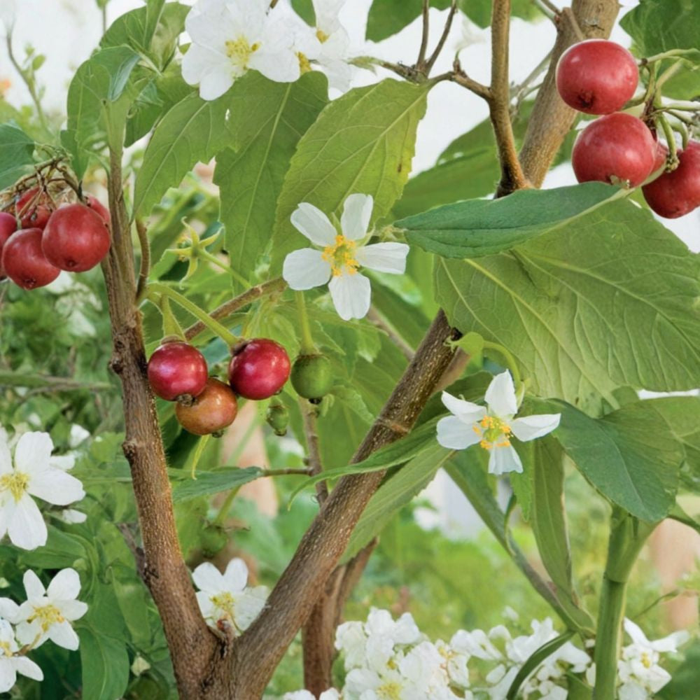 Strawberry Tree – Muntingia calabura Live Fruit Tree | 2–3 Feet Tall | Includes 3 Gallon Pot  Sweet Cotton Candy Flavor | Fast Growing | Ornamental Shade Tree