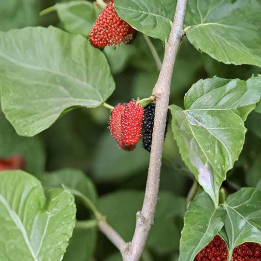 Black Mulberry – Morus nigra 150 Seeds | Hardy Edible Fruit Tree  Long Lived | Sweet-Tart Berries | Shade & Wildlife Tree