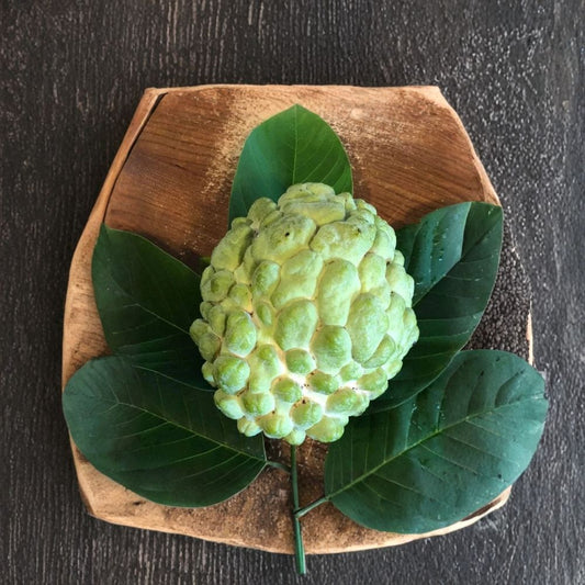 Priestly Atemoya – Annona atemoya Live Grafted Fruit Tree | 3–4 Feet Tall | Includes 3 Gallon Pot  Sweet Custard Flavor | Tropical Hybrid | Backyard Orchard Favorite
