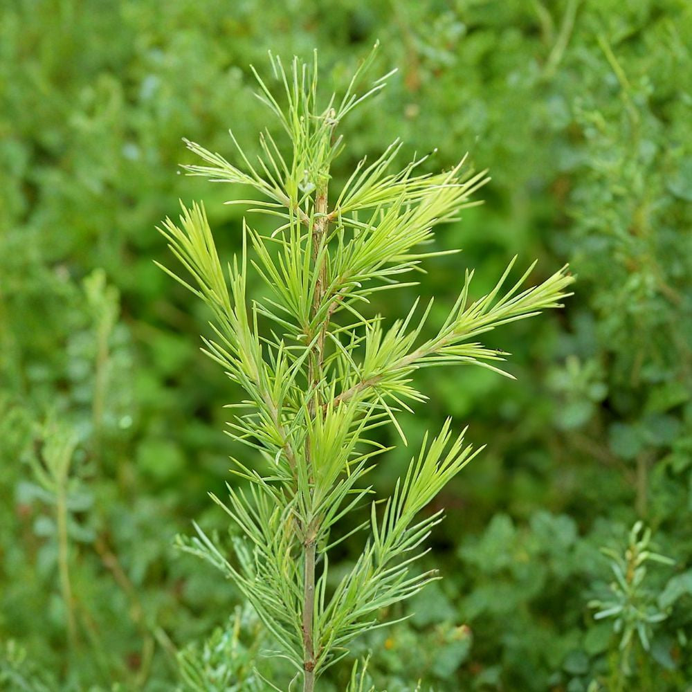 Deodar Cedar – Cedrus deodara 120 Seeds | Evergreen Himalayan Cedar  Bulk Conifer Seeds | Elegant Pendulous Tree | Bonsai Friendly