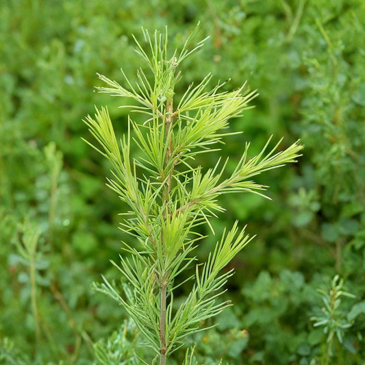 Deodar Cedar – Cedrus deodara 120 Seeds | Evergreen Himalayan Cedar  Bulk Conifer Seeds | Elegant Pendulous Tree | Bonsai Friendly