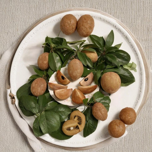 Sapodilla – Manilkara zapota Live Tropical Fruit Tree | 3 Feet Tall | Includes 3 Gallon Pot  Brown Sugar Sweet Flavor | Evergreen Tree | Exotic Backyard Favorite