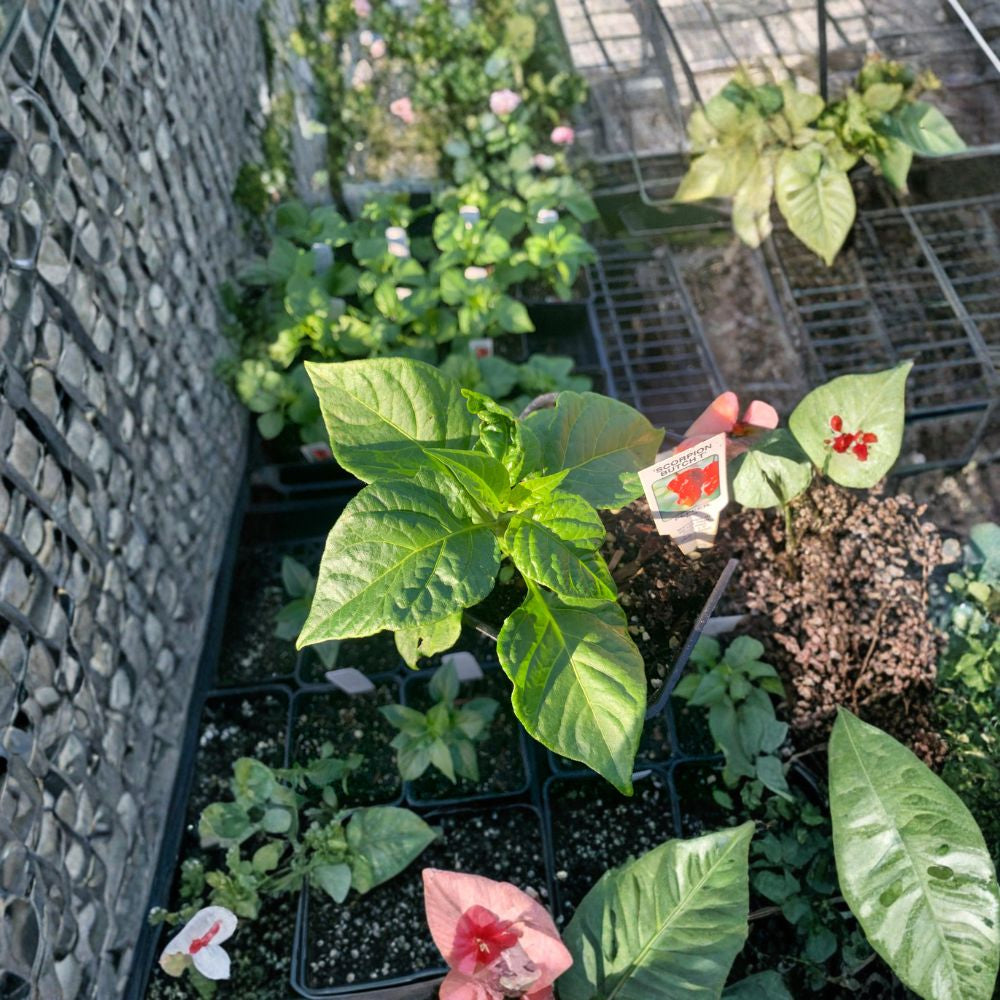 Trinidad Pepper – Capsicum chinense Live Pepper Plant | Established Plant | Includes 6 Inch Pot  Hot Pepper Variety | Great for Containers | Home Garden Ready
