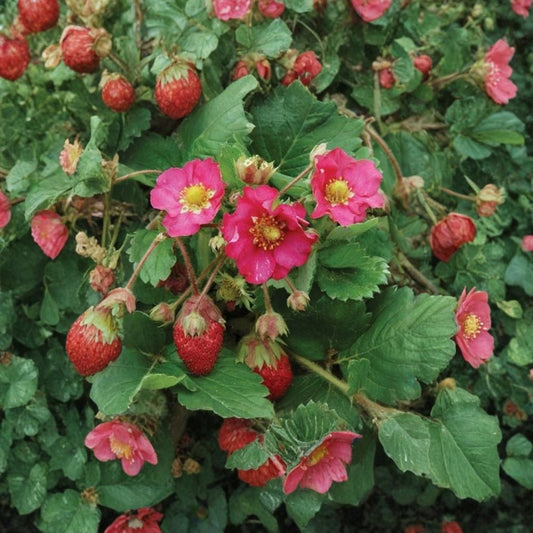 Tarpan Strawberry – Fragaria × ananassa ‘Tarpan’ 100+ Seeds | Ornamental Alpine Type | Easy to Grow  Compact Growth | Decorative Blooms | Container Friendly
