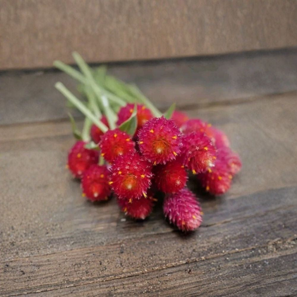 Strawberry Fields Gomphrena – Gomphrena haageana 30 Seeds | Vivid Lipstick-Red Blooms | Annual Flower  Heat Loving | Fast Growing | Great for Cutting & Drying