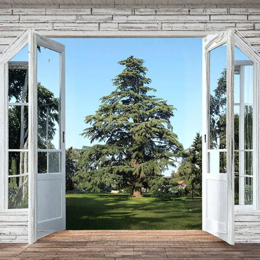 Deodar Cedar – Cedrus deodara 480 Seeds | Evergreen Himalayan Cedar  Wholesale Conifer Seeds | Privacy & Shade Tree | Bonsai Friendly