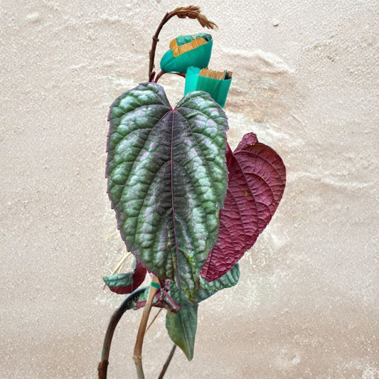 Cissus discolor – Rex Begonia Vine Live Climbing Vine | 1–2 Feet Tall | Includes 6 Inch Pot  Colorful Foliage Vine | Tropical Houseplant | Striking Multicolor Leaves