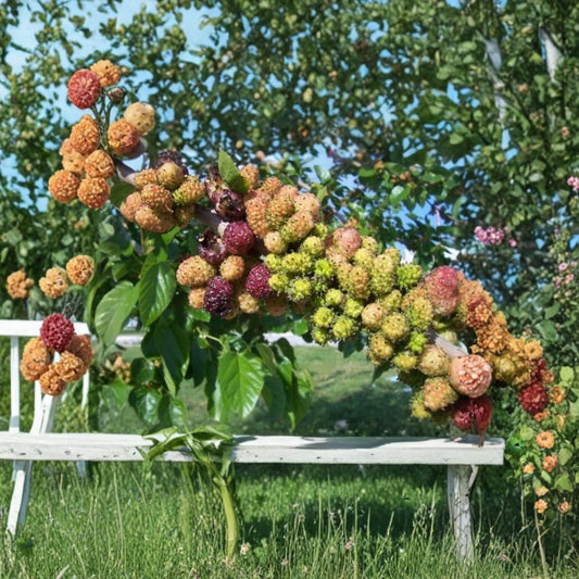 Black Mulberry – Morus nigra 600 Seeds | Hardy Edible Fruit Tree  Long Lived | Sweet-Tart Berries | Shade & Wildlife Tree