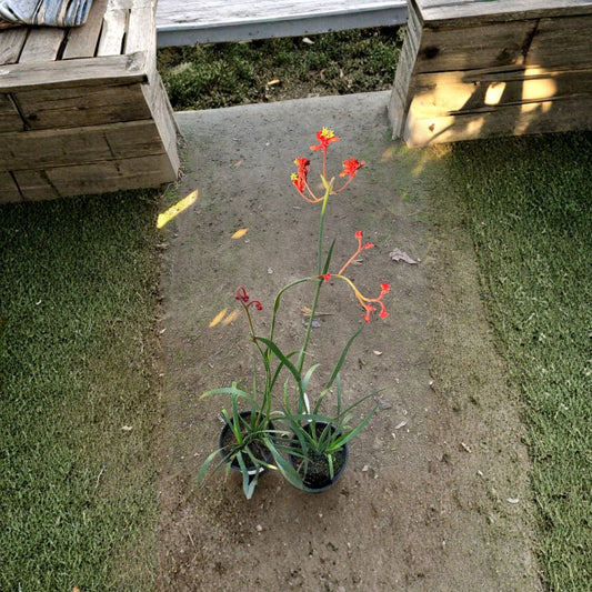 Anigozanthos ‘Ruby Velvet’ – Kangaroo Paw Live Flowering Plant | 1–2 Feet Tall | Includes 1 Gallon Pot  Velvety Red Blooms | Evergreen Foliage | Spring & Summer Flowering