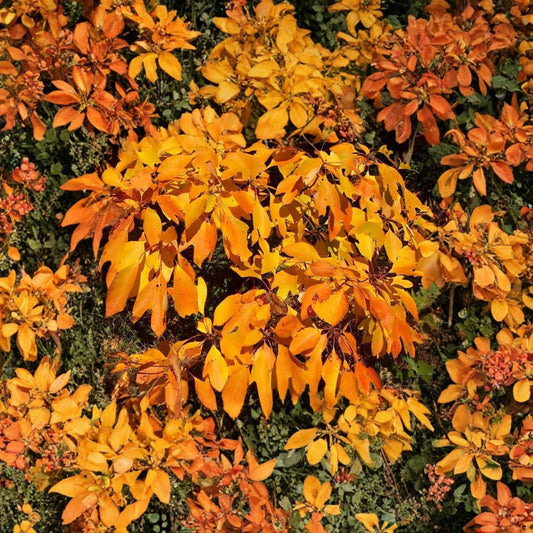 Fragrant Sassafras – Sassafras albidum 10 Seeds | Native Fragrant Shade Tree  Brilliant Fall Color | Wildlife Friendly | Cold Hardy Zone 4–9