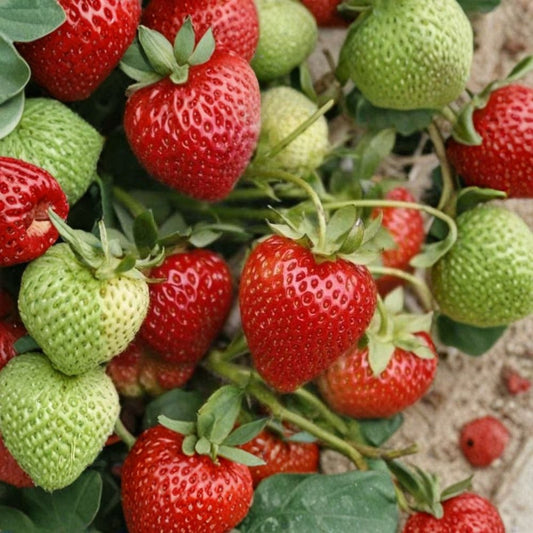 Earliglow Strawberry – Fragaria × ananassa ‘Earliglow’ 12 Bare Root Plants | June Bearing | Organically Grown  Earliest Harvest | Excellent Sweet Flavor | High Yield Variety