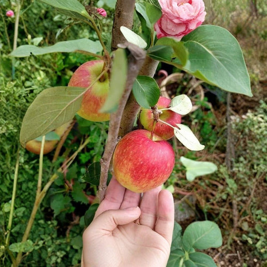Anna Apple Tree – Malus domestica ‘Anna’ Live Fruit Tree | 3–4 Feet Tall | Includes 3 Gallon Pot  Low Chill Apple | Sweet Crisp Fruit | Ideal for Warm Climates