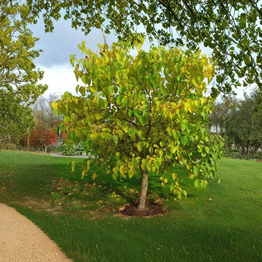 Black Mulberry – Morus nigra 5400 Seeds | Hardy Edible Fruit Tree  Long Lived | Sweet-Tart Berries | Shade & Wildlife Tree