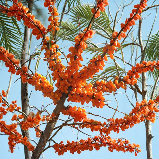 Sea Buckthorn – Hippophae rhamnoides 30 Seeds | Hardy Edible Seaberry Shrub  Vitamin-Rich Superfruit | Nitrogen Fixing | Cold Hardy Zone 3–9