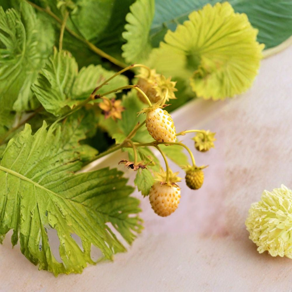 Yellow Wonder Strawberry – Fragaria vesca 100 Heirloom Seeds | Everbearing Alpine | Light Yellow Fruit  Sweet Pale Berries | White Spring Flowers | Runner-Free Type