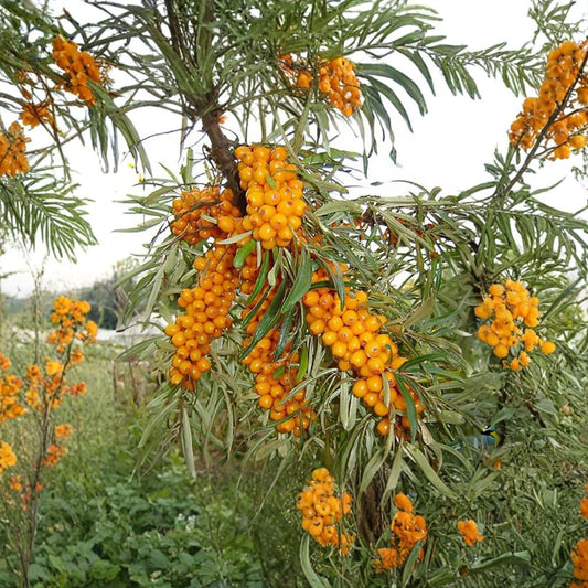 Sea Buckthorn – Hippophae rhamnoides 100 Seeds | Hardy Edible Seaberry Shrub  Bulk Superfruit Seeds | Nitrogen Fixing | Cold Hardy Zone 3–9