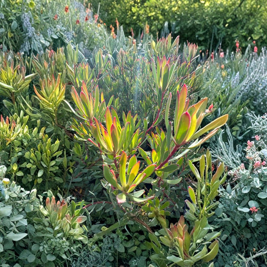 Leucadendron ‘Afterburner’ – Leucadendron hybrid Live Evergreen Shrub | Compact Growth | Includes 6" Nursery Pot  Bold Color Display | Drought Tolerant | Striking Landscape Accent
