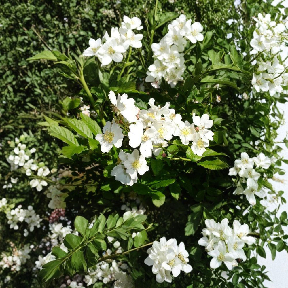 White Rugosa Rose – Rosa rugosa albiflora 100 Seeds | Fragrant Hardy Flowering Shrub  Fast Growing | Edible Rose Hips | Cold & Salt Tolerant