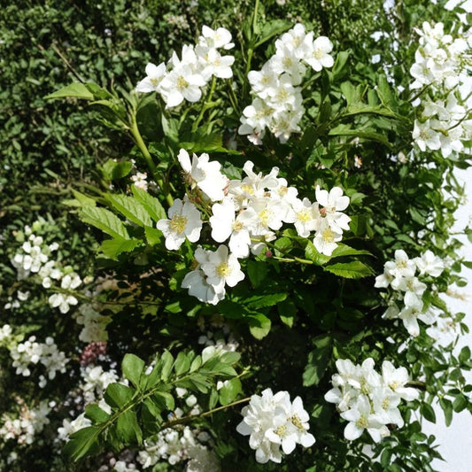 White Rugosa Rose – Rosa rugosa albiflora 100 Seeds | Fragrant Hardy Flowering Shrub  Fast Growing | Edible Rose Hips | Cold & Salt Tolerant
