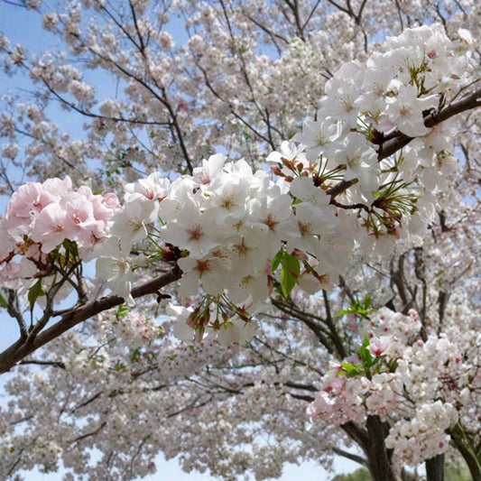 Mount Fuji Japanese Flowering Cherry – Prunus serrulata Live Deciduous Tree | 3–4 Feet Tall | Includes 3 Gallon Pot  Fragrant White Blooms | Bronze New Foliage | Stunning Specimen Tree