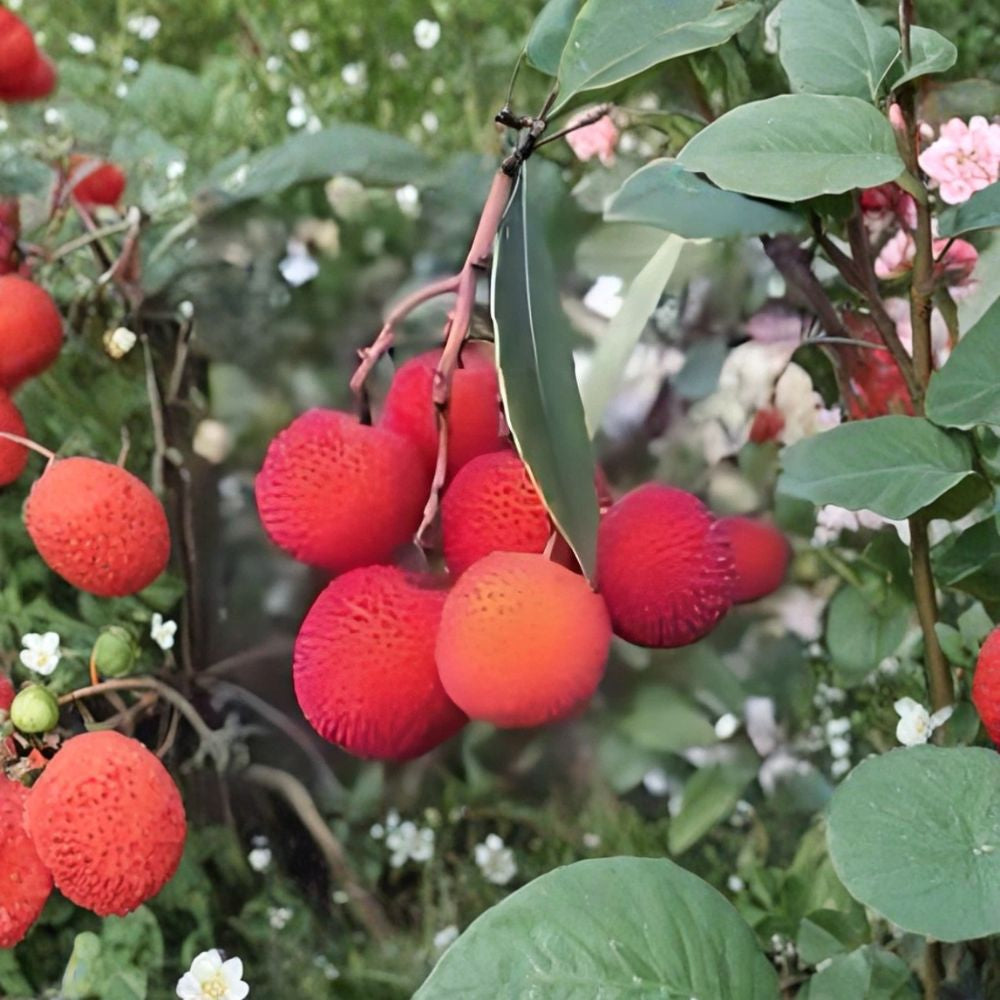 Strawberry Tree – Arbutus unedo 2 Live Plants | Approx. 2 Ft Tall | Bare Root  Unique Evergreen | Sweet Edible Fruit | Ornamental Landscape Tree