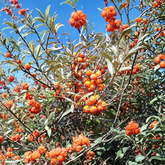 Sea Buckthorn – Hippophae rhamnoides 400 Seeds | Hardy Edible Seaberry Shrub  Wholesale Superfruit Seeds | Nitrogen Fixing | Cold Hardy Zone 3–9