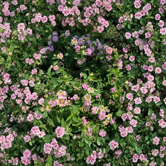 Lantana ‘Old Fashion Pink’ – Lantana camara Live Flowering Plant | 2–4 Feet Mature Size | Includes 1 Gallon Pot  Heat Loving Blooms | Full Sun Favorite | Butterfly Attracting