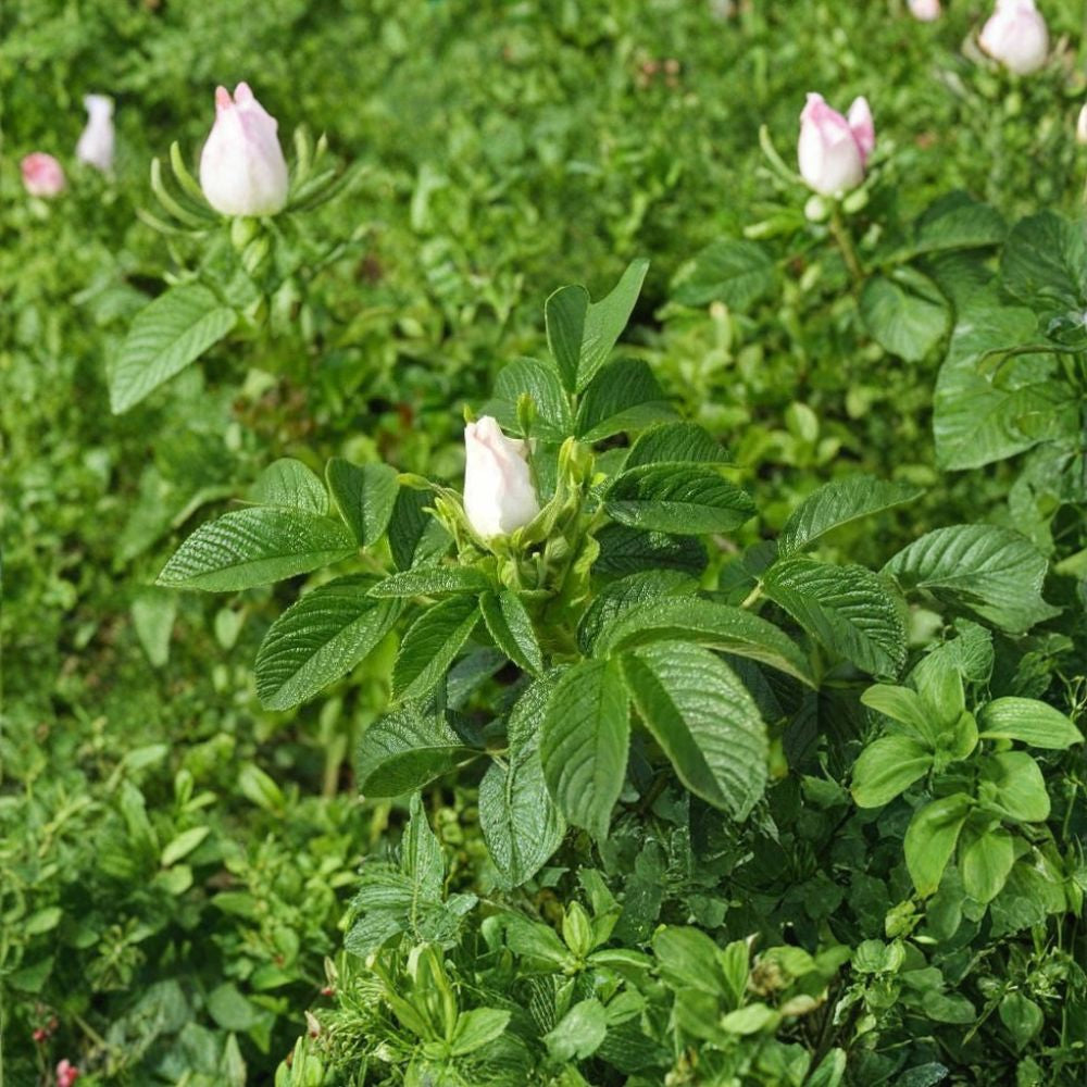 White Rugosa Rose – Rosa rugosa albiflora 400 Seeds | Fragrant Hardy Flowering Shrub  Fast Growing | Edible Rose Hips | Cold & Salt Tolerant