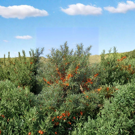 Sea Buckthorn – Hippophae rhamnoides 800 Seeds | Hardy Edible Seaberry Shrub  Large Bulk Superfruit Seeds | Nitrogen Fixing | Cold Hardy Zone 3–9
