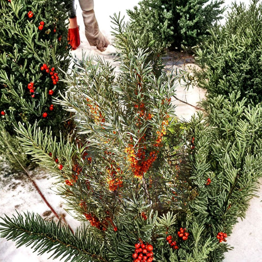 Sea Buckthorn – Hippophae rhamnoides 1600 Seeds | Hardy Edible Seaberry Shrub  Commercial Bulk Superfruit Seeds | Nitrogen Fixing | Cold Hardy Zone 3–9