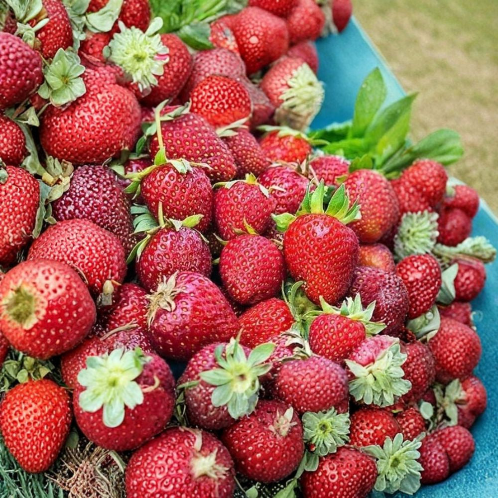 Albion Strawberry – Fragaria × ananassa ‘Albion’ 10 Bare Root Plants | Day Neutral | Large Sweet Berries  Continuous Harvest | Very Firm Fruit | High Yield Variety
